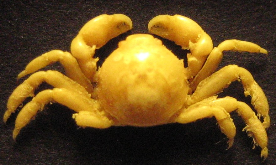 Pinnotheres pisum
